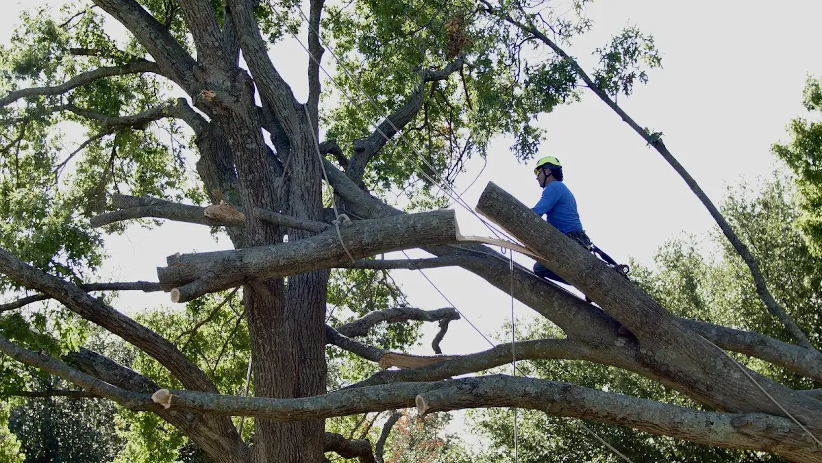 Professional Crown Thinning performed by certified arborists in Brasher Falls
